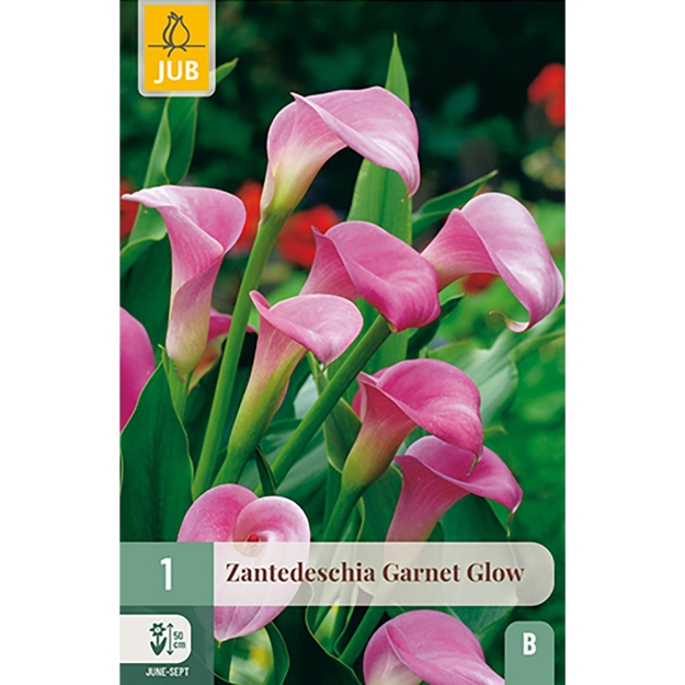 Image de 1 ZANTEDESCHIA GARNET GLOW 14/16
