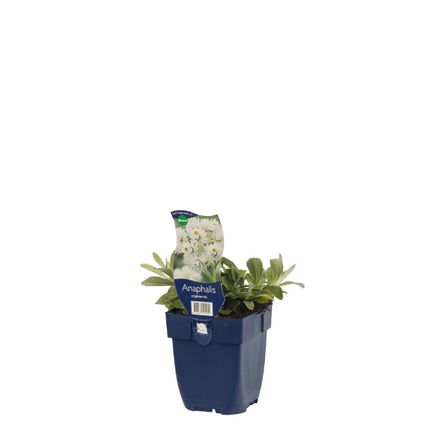 Image de Anaphalis triplinervis - pot de 11 cm.