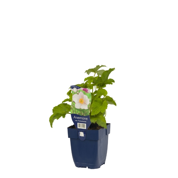 Image de Anemone tom. 'Robustissima' - pot de 11 cm.