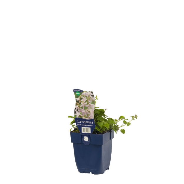 Image de Campanula posch. 'Lisduggan Variety' - pot de 11 cm.