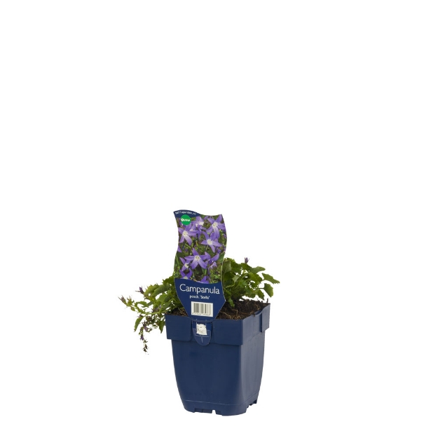 Image de Campanula posch. 'Stella' - pot de 11 cm.