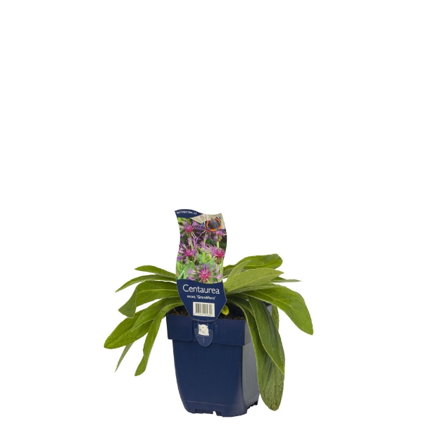 Image de Centaurea montana 'Grandiflora' - pot de 11 cm.