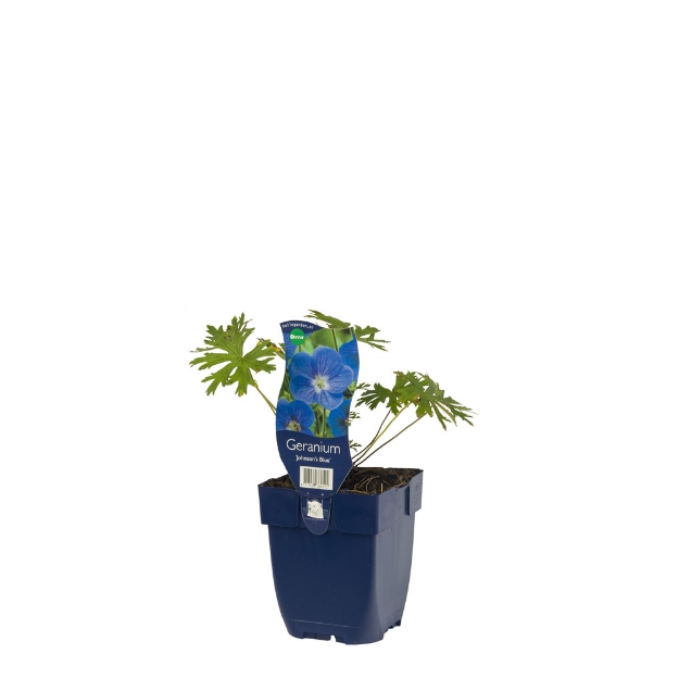 Image de Geranium 'Johnson's Blue' - pot de 11 cm.