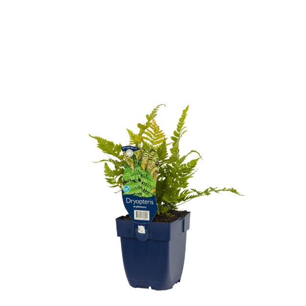 Image de Dryopteris erythrosora - pot de 11 cm.