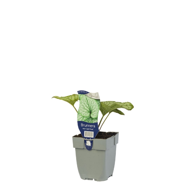 Image de Brunnera macr. 'Jack Frost' - pot de 11 cm.