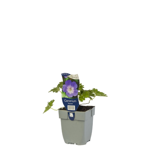 Image de Geranium 'Rozanne' - pot de 11 cm.