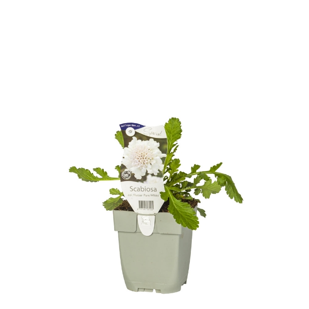 Image de Scabiosa col. 'Flutter Pure White' - pot de 11 cm.