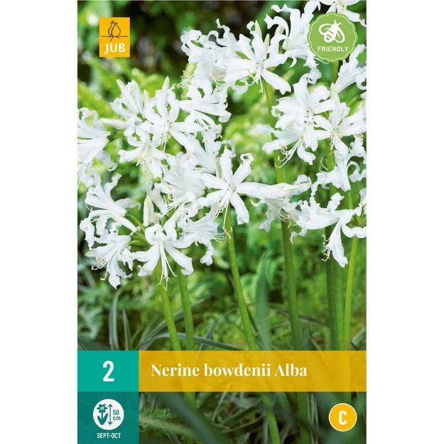Image de 2 bulbes de fleurs de nerines bowdenii alba