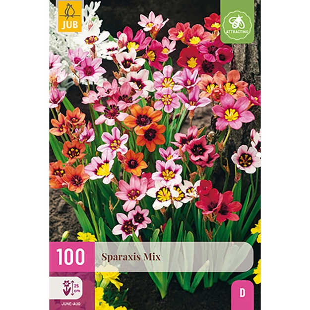 Image de 100 SPARAXIS MIX 4/5