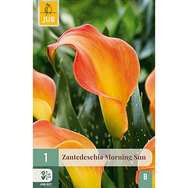 Image de 1 ZANTEDESCHIA MORNING SUN 14/16