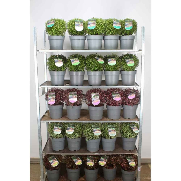 Image de Pittosporum ten. 'Midget'