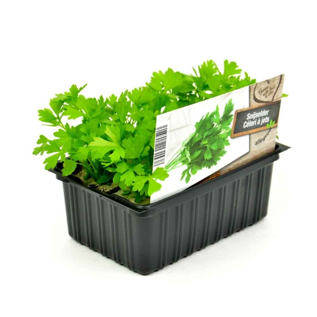 Image de Bok Choi barquette 6 pièces