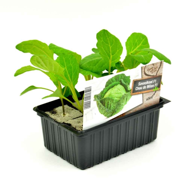 Image de Chou brocoli barquette 6 pièces