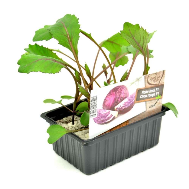 Image de Chou frisé barquette 6 pièces