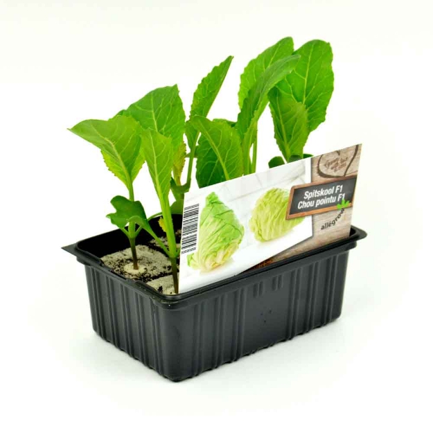 Image de Broccolini barquette 6 pièces