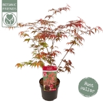 Image de Acer palm. 'Atropurpureum'