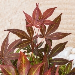 Image de Acer palm. 'Atropurpureum'