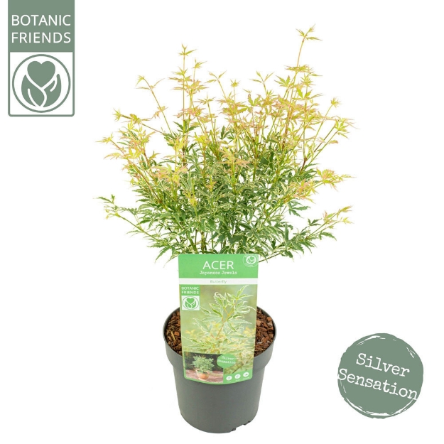 Image de Acer palm. 'Butterfly'