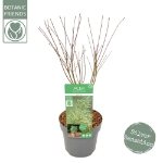 Image de Acer palm. 'Butterfly'