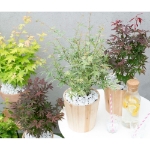 Image de Acer palm. 'Butterfly'