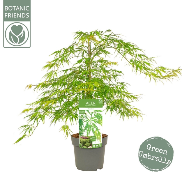 Image de Acer palm. 'Dissectum'