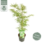 Image de Acer palm. 'Dissectum'