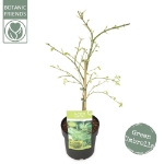 Image de Acer palm. 'Dissectum'