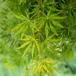 Image de Acer palm. 'Dissectum'