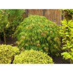 Image de Acer palm. 'Dissectum'