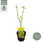 Image de Acer shir. 'Jordan' (PBR)