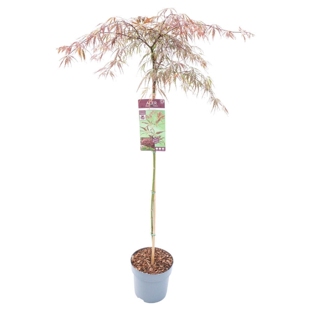 Image de Acer palm. 'Inaba-shidare'