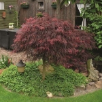 Image de Acer palm. 'Inaba-shidare'