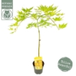 Image de Acer palm. 'Cascade Citrine' (PBR)