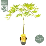 Image de Acer palm. 'Cascade Citrine' (PBR)