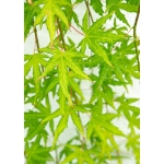 Image de Acer palm. 'Cascade Citrine' (PBR)