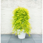 Image de Acer palm. 'Cascade Citrine' (PBR)