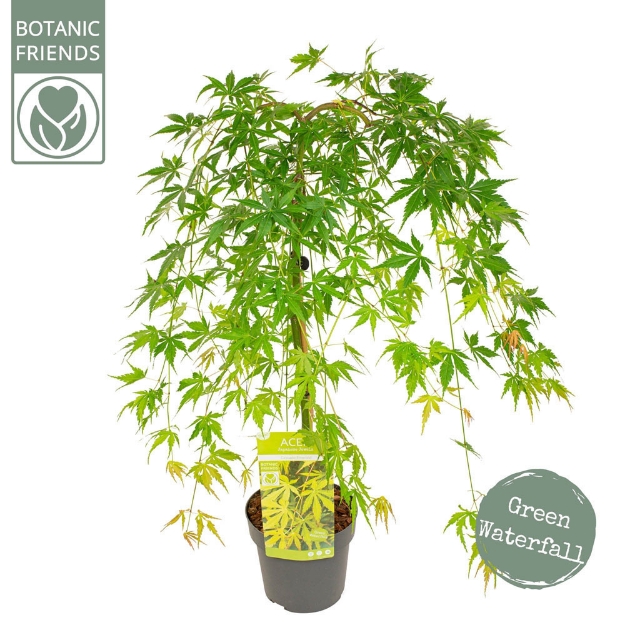 Image de Acer palm. 'Cascade Emerald' (PBR)