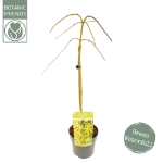 Image de Acer palm. 'Cascade Emerald' (PBR)