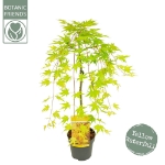 Image de Acer palm. 'Cascade Gold' (PBR)