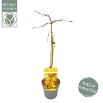 Image de Acer palm. 'Cascade Gold' (PBR)
