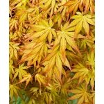 Image de Acer palm. 'Cascade Gold' (PBR)