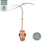 Image de Acer palm. 'Cascade Ruby' (PBR)