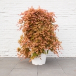 Image de Acer palm. 'Cascade Ruby' (PBR)