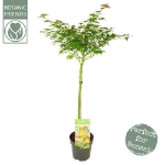 Image de Acer palm. 'Little Princess'