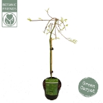 Image de Acer palm. 'Ryusen' (PBR)