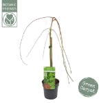 Image de Acer palm. 'Ryusen' (PBR)