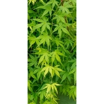 Image de Acer palm. 'Ryusen' (PBR)