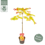 Image de Acer shir. 'Moonrise' (PBR)