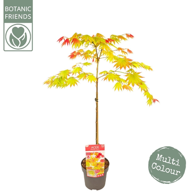 Image de Acer shir. 'Moonrise' (PBR)