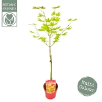 Image de Acer shir. 'Moonrise' (PBR)